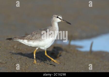 Tattler dalla coda grigia, tattler polinesiano (Tringa brevipes, Heteroscelus brevipes), sulla spiaggia, Australia, Queensland, Cap Tribulation, Noah Beach Foto Stock