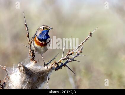 Blueghar bianco-macchia (Luscinia svecica cianecula), maschio adulto appollaiato su una sposa, Paesi Bassi Foto Stock