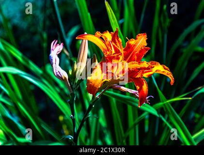 Hemerocallis fulva conosciuto come giglio di giorno di arancio, sciocco, tigre, ferrovia, strada o giglio fulvous, anche fossa, outhouse o giglio di lavatoio Foto Stock