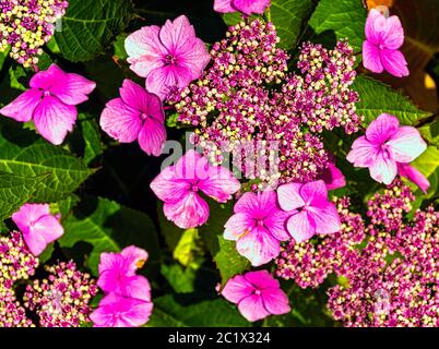 La Lunaria annua, chiamata onestà o onestà annuale, è una specie di pianta fiorente originaria dei Balcani e dell'Asia sud-occidentale Foto Stock