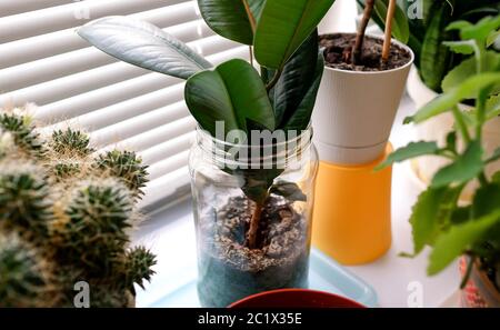 Ficus in un vaso di vetro sul davanzale. Piante in vasi di fiori. Foto Stock