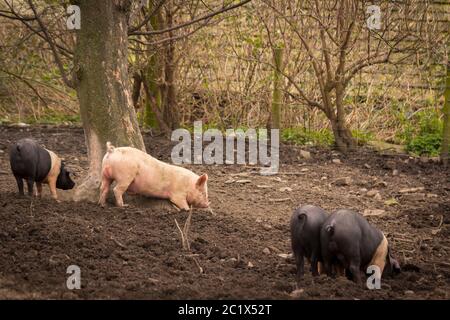 Fotografia di maiali e suinetti da Temple Newsam a Leeds. Foto Stock
