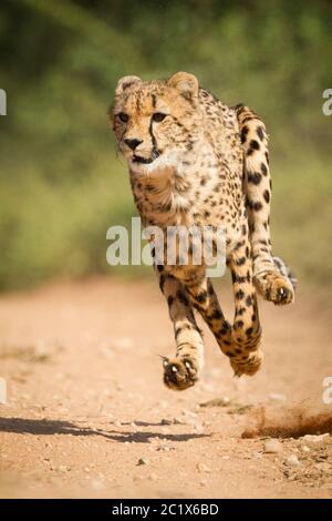 Tiro verticale di ghepardo adulto che corre alla massima velocità con tutte le gambe in aria nel Kruger Park Sud Africa Foto Stock