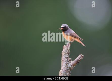 Maschio comune redstart (phoenicurus phoenicurus) con preda di insetti, una mosca di caddis Foto Stock