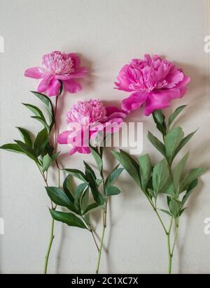 Tre peonie rosa su uno sfondo di tela chiara. Foto estiva con un luogo di auguri. Foto Stock