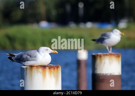 Gabbiani d'argento Larus argentatus su Bollards a Prerov Foto Stock