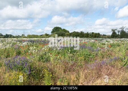 Prato Wildflower nell'Hampshire, Regno Unito, con fiori selvatici colorati tra cui papaveri rossi, vetching tufted e margherite di oxeye. Paesaggio estivo di campagna. Foto Stock