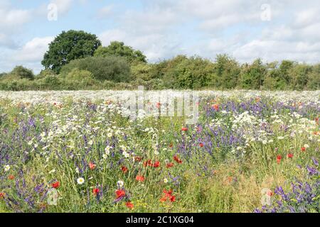 Prato Wildflower nell'Hampshire, Regno Unito, con fiori selvatici colorati tra cui papaveri rossi, vetching tufted e margherite di oxeye. Paesaggio estivo di campagna. Foto Stock