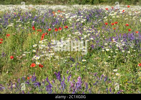 Prato Wildflower nell'Hampshire, Regno Unito, con fiori selvatici colorati tra cui papaveri rossi, vetching tufted e margherite di oxeye. Paesaggio estivo di campagna. Foto Stock