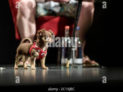 Amburgo, Germania. 16 Giugno 2020. Il cane del teatermaker di Amburgo Littmann, si svolge durante la conferenza stampa per la riapertura della casa a luglio. Credit: Axel Heimken/dpa/Alamy Live News Foto Stock