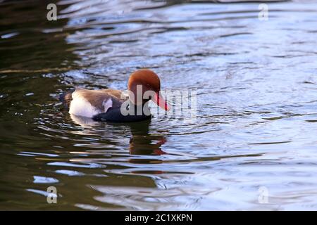 Applicare il pistone anatra Netta rufina in Gorgeous Dress Foto Stock