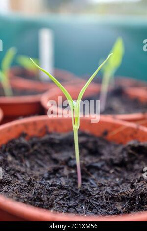 Giovani pianta di pepe di cera dolce che emergono dal composto Foto Stock