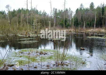 I boschi allagati si trovano nella foresta di Delemere, Cheshire, Regno Unito Foto Stock