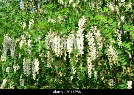 Robinia pseudoacacia, comunemente noto come locusta nera Foto Stock