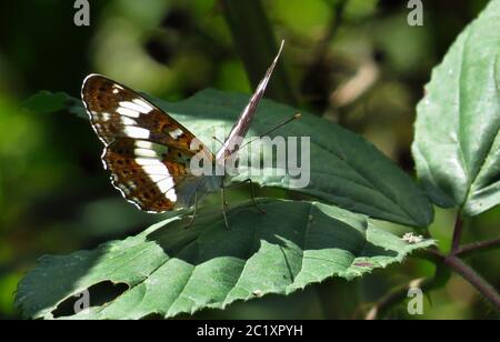 Ammiraglio bianco, Limenitis camilla, lato inferiore Foto Stock