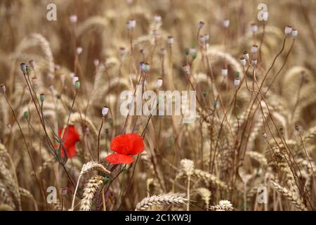 Gossip papavero rhoeas papaver nel campo di mais Foto Stock