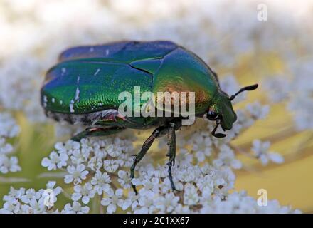 Macro foto rosa beetle Cetonia aurata Foto Stock