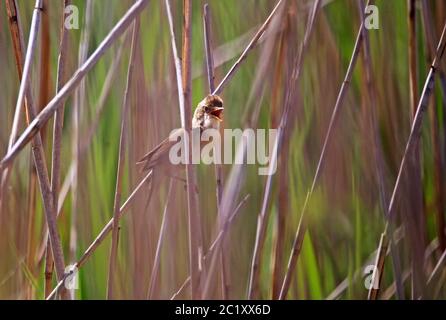 Stagno Warbler Acrocephalus scirpaceus da Federsee n. 2 Foto Stock