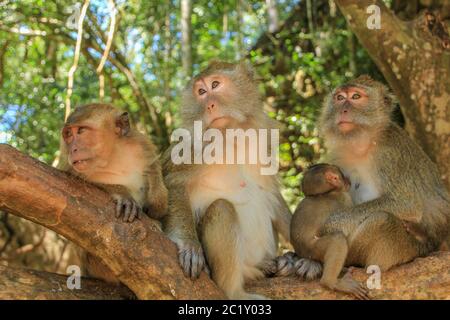 Affenbande Foto Stock