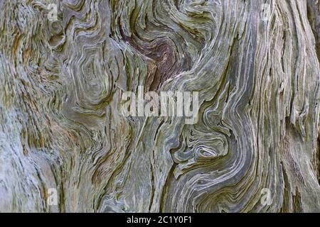 Bel fondo grigio marrone legno grano albero tronco mostra dettaglio Foto Stock