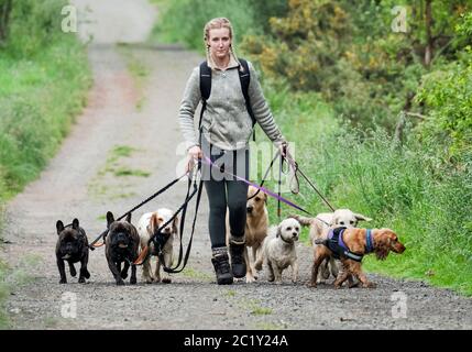 Waker professionale cane che esercita cani multipli lungo una corsia di paese, Lothian occidentale, Scozia Foto Stock