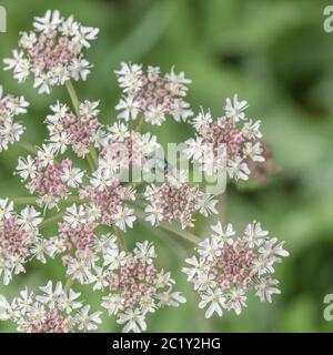 Forse femmina di comune Greenbottle / Lucilia caesar fly foraging su fiori su Hogweed / Heracleum sphodylium in estate sole. Insetti UK. Foto Stock