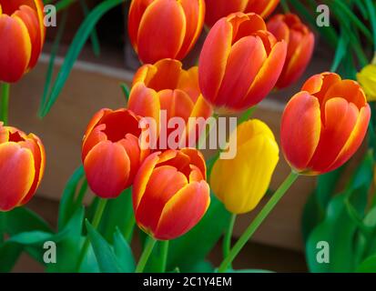 Tulipani rossi gialli con splendido sfondo bouquet. Campo natura primaverile. Giardino piante fresche Foto Stock