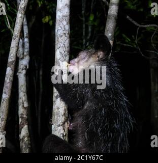 Ritratto notturno di Daubentonia madagascariensis aka Aye-Aye lemur, regione di Atsinanana, Madagascar Foto Stock