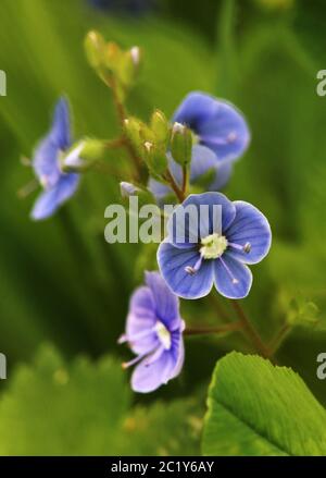 Premio Onorario Gamander Veronica chamaedrys Foto Stock