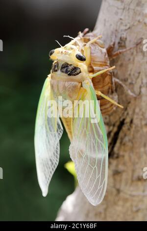 Immagine macro di una cicala di recente processo di muta Foto Stock