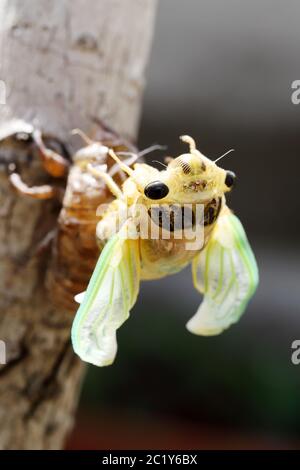 Immagine macro di una cicala di recente processo di muta Foto Stock