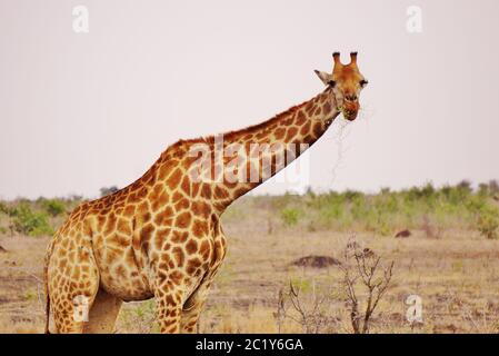 Majestic Giraffe al Parco Nazionale Kruger in Sud Africa Foto Stock