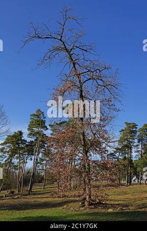 Quercia di fronte ai pini sul Sandhauhaus Inland Foto Stock