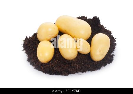 Studio di patate appena scavate, giacenti sul terreno, tagliate su sfondo bianco - John Gollop Foto Stock