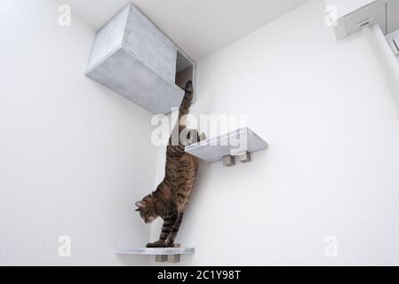 il gatto shorthair domestico del tabby che scende dalla grotta del animale domestico diy con le tavole della mensola attaccate alla parete bianca nell'angolo della stanza Foto Stock