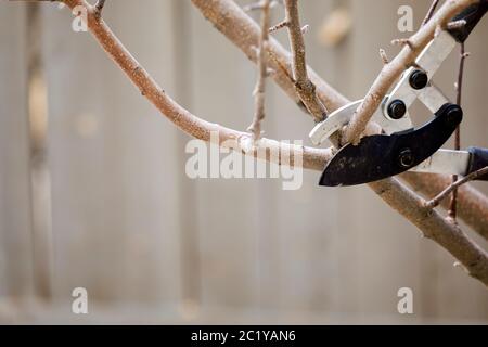 Potatura rami di albero presto in primavera Foto Stock