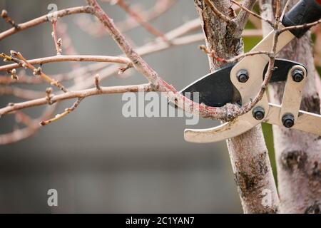 Potatura rami di albero presto in primavera Foto Stock