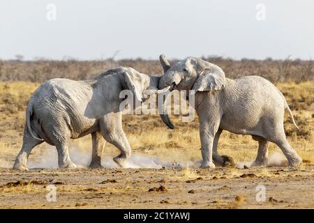 Elefante africano, Loxodonta Africana, combattimenti aggressivi. Parco Etosha, Namibia, Africa Foto Stock