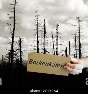 Cartello con la scritta "bostrico'. Sullo sfondo gli alberi morti nel Parco Nazionale di Harz. Foto Stock