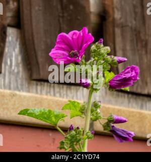 Fioritura della cranesbill con un'ape in fiore in un giorno di sole giugno Foto Stock