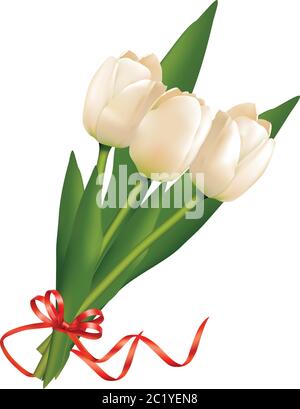 Bel bouquet di tulipani bianchi con nastro rosso. Isolato su sfondo bianco. Illustrazione Vettoriale