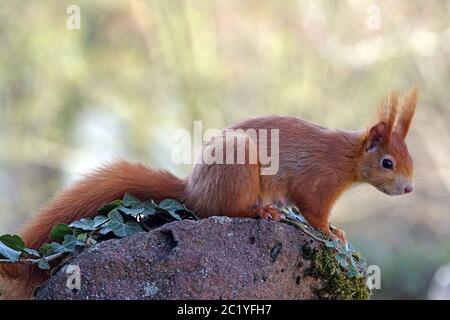 Scoiattolo rosso marrone Sciurus vulgaris Foto Stock