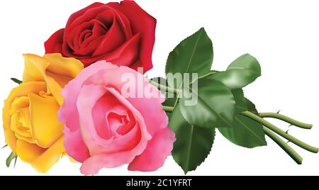 Tre belle rose, rosa, rosso e giallo, isolate su sfondo bianco. Illustrazione Vettoriale