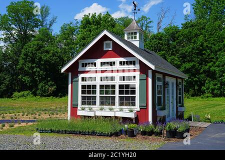 PRINCETON, NJ -12 GIU 2020- Vista di Princeton Lavender, una fattoria di lavanda situata a Princeton, New Jersey. Foto Stock
