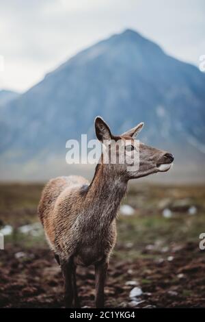 Cervi a Buachaille Glencoe Foto Stock