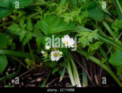 Impianto di fragola fiore Foto Stock