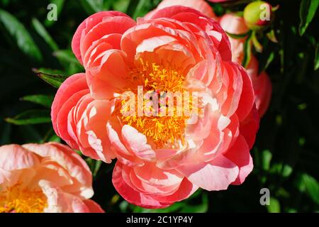 Corallo arancio rosa fiore di pony in fiore Foto Stock