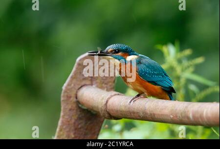 Pesca giovanile di kingfisher da ringhiere arrugginite intorno al lago Foto Stock