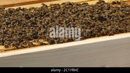API delle persone di api mellifera carnica Foto Stock