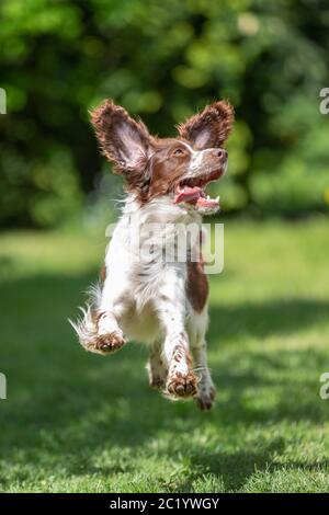 Giovani springer spaniel salti di gioia con battenti le orecchie Foto Stock